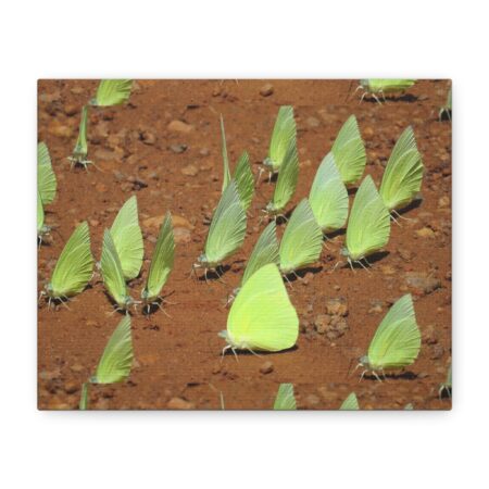 The bugs  appear after the rain - Northern Territory, Australia - Matte Canvas, Stretched, 1.25"